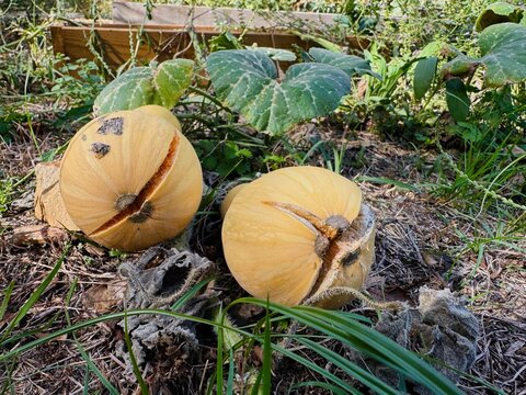 Cracked winter squash growing in vegetable garden