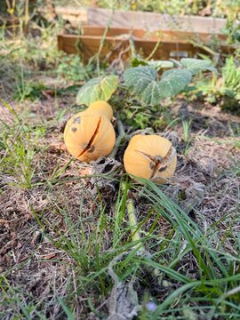 Cracked winter squash growing in vegetable garden