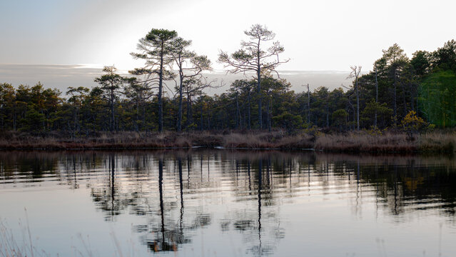 beautiful colors of the bog in the sunset light, bog lake and pine trees, traditional bog vegetation