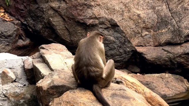 A monkey resting on a rock in the forest