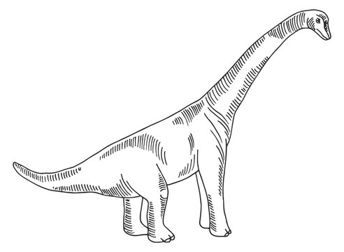 Brachiosaurus sketch. Ancient dinosaur. Jurassic wild reptile