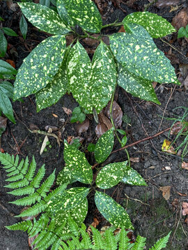 Japanese aucuba leaves growing in forest soil