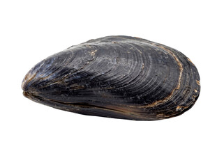 Single Dark Blue Mussel Shell Isolated © Frodo