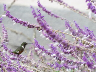 Amethyst woodstar hummingbird flying in Brazil © Suzanne