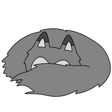 Gray raccoon with wide, curious eyes
