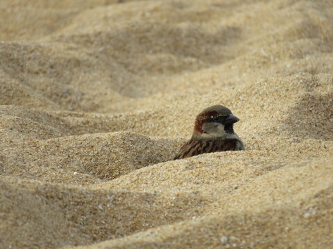 House sparrow on sand in Brazil