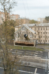Great tit feeds on seeds inside a transparent window bird feeder attached with suction cups. Urban wildlife observation, wild bird feeding, city nature, birdwatching and everyday animal behavior © Sofia