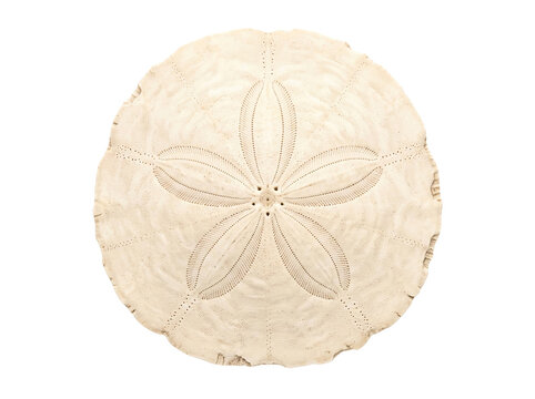 Dried Sand Dollar Isolated on White