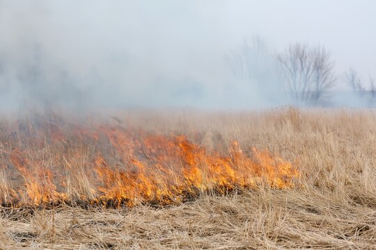 The Grass Fire Across a Dry Field with Smoke on a Cold Morning