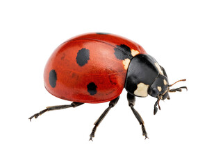 Fototapeta premium Macro View Of A Seven-Spotted Ladybug
