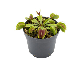 Potted Venus Flytrap Carnivorous Plant © Frodo