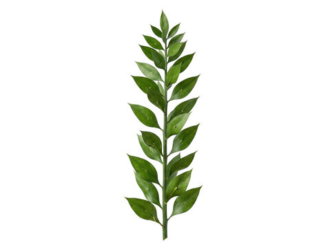 Butcher's Broom Branch Isolated