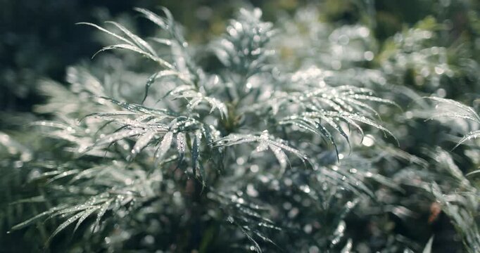 Fresh green leaves covered with sparkling water droplets in soft sunlight, Mahonia Narihira