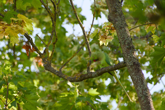 Rose-ringed parakeet perched on a tree branch among green leaves