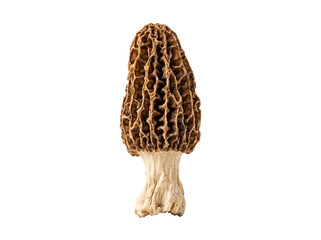 Fresh Morel Mushroom Isolated © Frodo