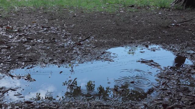 Puddle reflecting blue sky, trees and power lines with water drop ripples