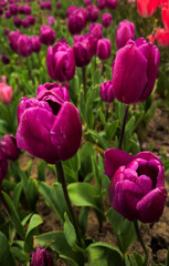 Obraz premium growing purple tulips blooming in spring field close up concept of floral nature botany gardening agriculture vibrant blossom outdoor garden background selective focus