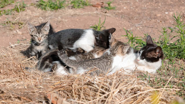 Una camada de gatitos mamando de su madre entre hierba dorada.