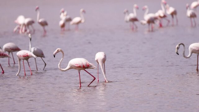Flamingos gathered in shallow water in Amboseli National Park, Kenya, with the surrounding savanna landscape creating a natural African wildlife scene.