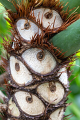 a detailed macro shot showing the unique, eye-like leaf scars and textured bark on the woody trunk of a Philodendron bipinnatifidum plant © mschauer