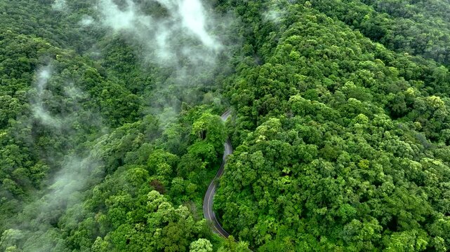 Aerial view of a winding forest road surrounded by dense tropical trees, representing ESG leadership, Sustainability Report, Annual Report, Green Finance, Net Zero Strategy, Carbon Credit initiatives