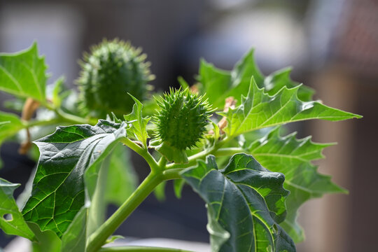 L'image montre le fruit &eacute;pineux et le feuillage d'une plante toxique, le datura stramoine (Datura stramonium), &eacute;galement connu sous le nom d'herbe du diable