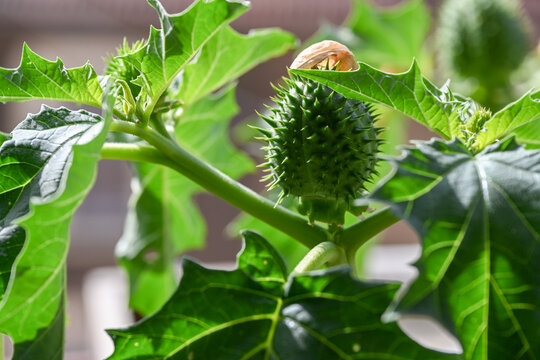 L'image montre le fruit &eacute;pineux et le feuillage d'une plante toxique, le datura stramoine (Datura stramonium), &eacute;galement connu sous le nom d'herbe du diable