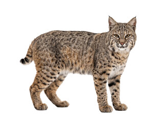 Full Body Portrait of a Wild Bobcat © Frodo