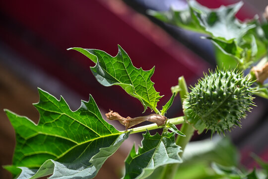 L'image montre le fruit &eacute;pineux et le feuillage d'une plante toxique, le datura stramoine (Datura stramonium), &eacute;galement connu sous le nom d'herbe du diable