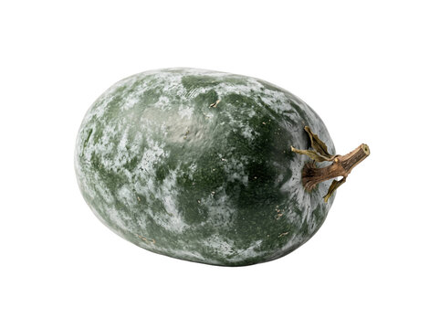 Whole Fresh Winter Melon Isolated