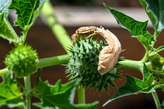 L'image montre le fruit &eacute;pineux et le feuillage d'une plante toxique, le datura stramoine (Datura stramonium), &eacute;galement connu sous le nom d'herbe du diable
