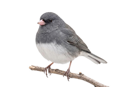 Dark-Eyed Junco Perched on a Branch