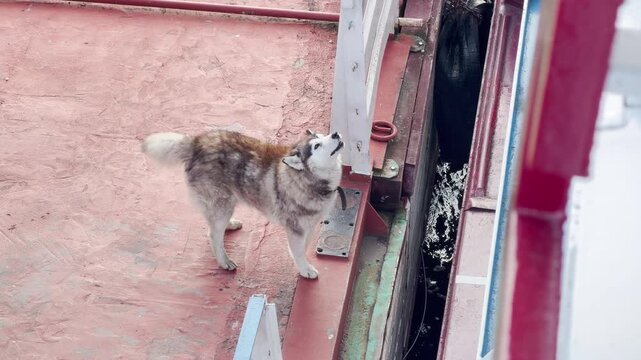 A curious Siberian Husky looks up from a pier beside a cruise ship on Lake Ladoga. Its loyal gaze brings a heartwarming and cheerful feeling.