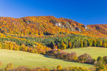 Fototapeta premium Breathtaking autumn mountain landscape featuring vibrant foliage, evergreen forest, and sheep grazing in a green meadow. The Sulov Rocks, national nature reserve in Slovakia, Europe.
