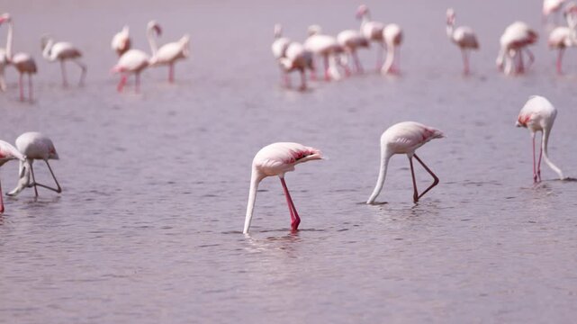 Flamingos gathered in shallow water in Amboseli National Park, Kenya, with the surrounding savanna landscape creating a natural African wildlife scene.