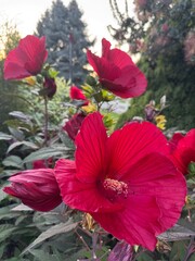 red hibiscus flower © Heather