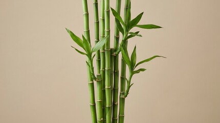 Obraz premium Potted bamboo plant with slender green stalks and smooth river stones at the base against a clean light grey studio background