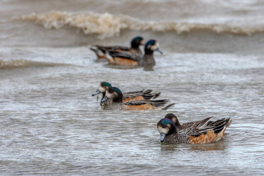  Chiloe Wigeons (Mareca sibilatrix) swimming in shallow coastal waters in Patagonia, Chile. The male has distinctive green and black head markings, a white cheek patch and chestnut flanks, while the f