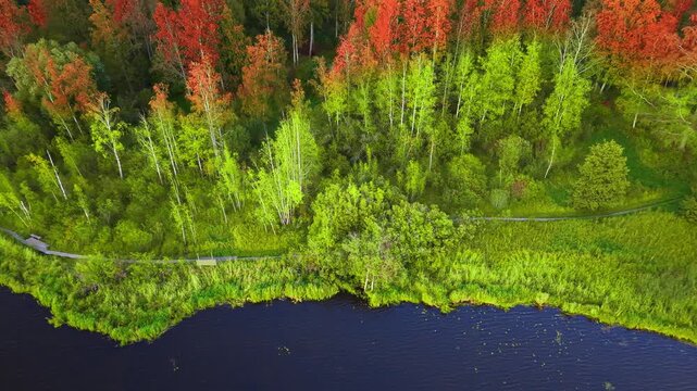 4K Autumn from summer colour effect where trees turning bright fall orange red and yellow from green very fast, aerial drove view