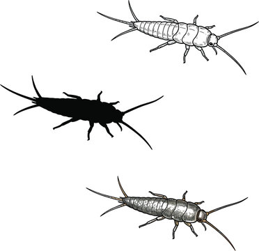 Silverfish Insect Collection with Detailed Line Art and Black Silhouette Illustrations Isolated on White Background