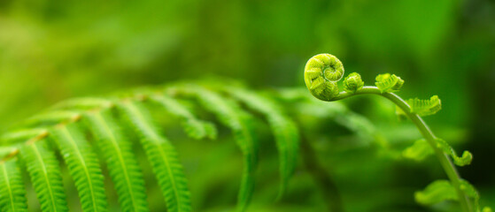 Panoramic macro of young spiral fern fiddlehead frond with copy space. © Ilham