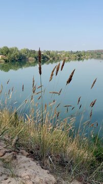 Tranquil Lake View through Wild Grasses with Forest Reflection
