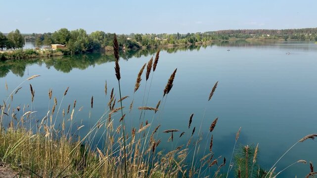 Tranquil Lake View through Wild Grasses with Forest Reflection
