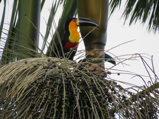 Black-billed toucan perched in Brazil © Suzanne