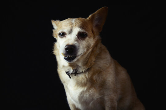 Portrait of a senior small mixed breed dog with gray hair on muzzle, looking at camera against a black studio background