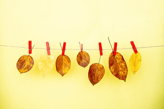  autumn composition dry yellow and brown leaves with a blank paper card hanging on a twine rope with clothespins. Autumn mockup with copy space for text.
