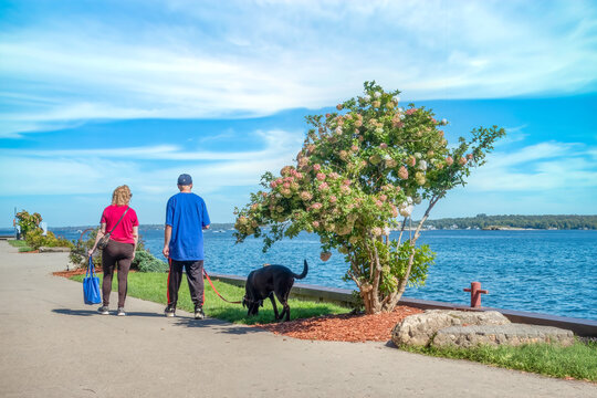 A couple walking their dog along a pathway by the St. Lawrence river on a sunny day, hydrangea tree blooming in foreground