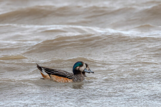 A pair of Chiloe Wigeons (Mareca sibilatrix) swimming in shallow coastal waters in Patagonia, Chile. 