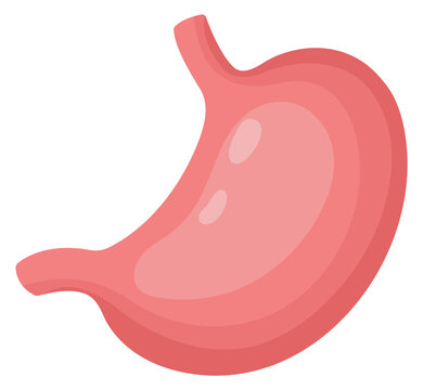 Stomach cartoon icon. Internal digestive organ. Human biology