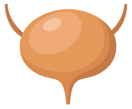Bladder cartoon icon. Human anatomy. Internal organ
